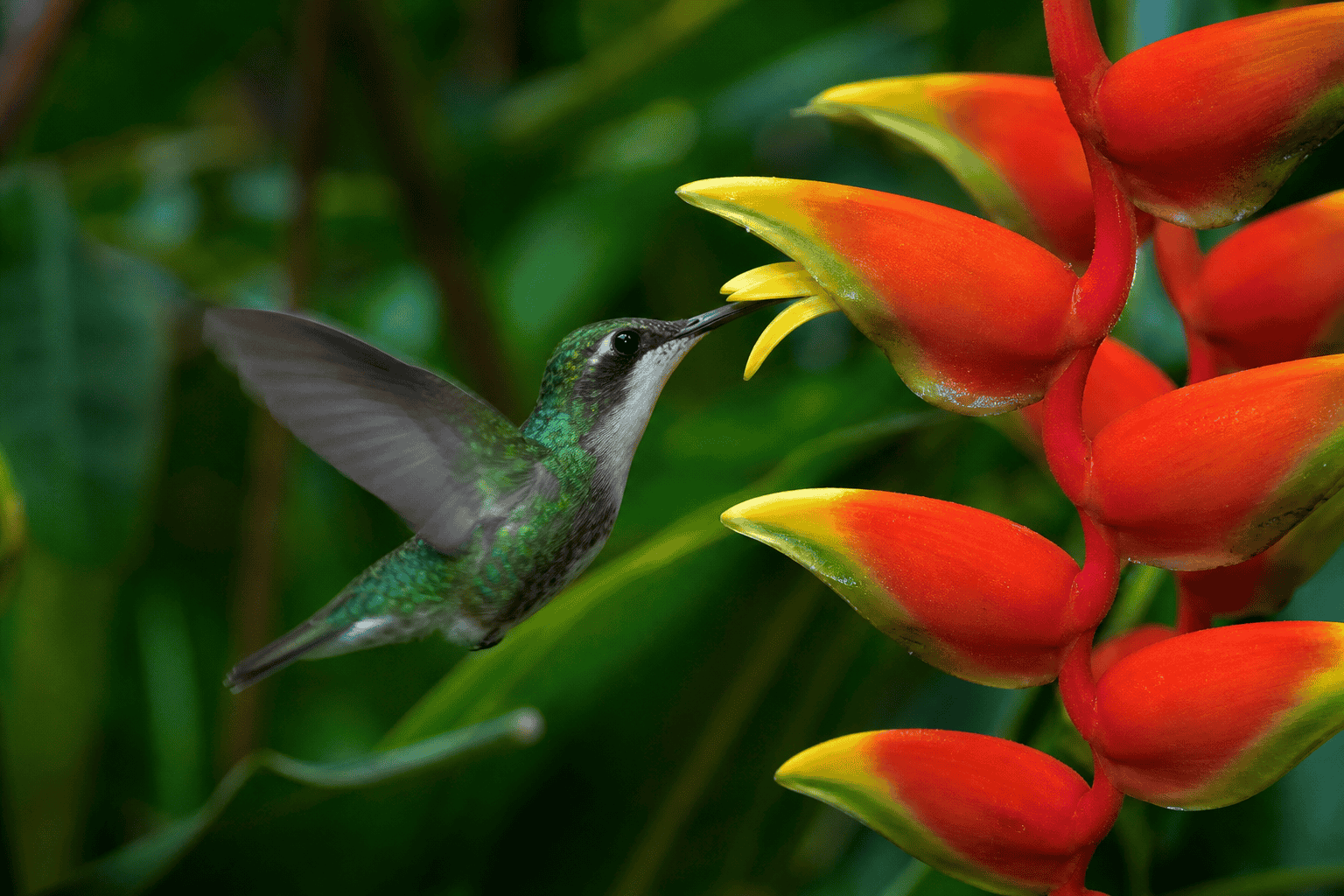 Nature documentary frame, tropical macro